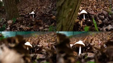 蘑菇视频 - 自然风光短视频